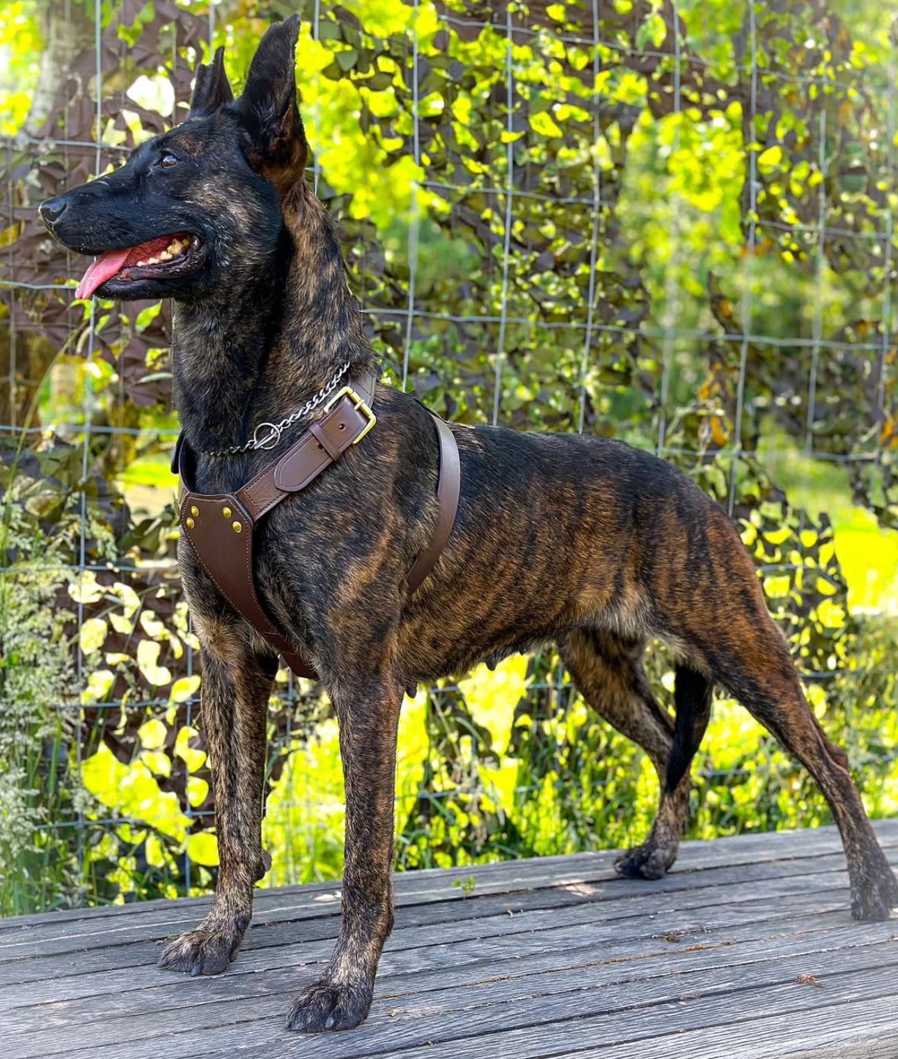 Apex’s Evil-Eris of Erebus k9