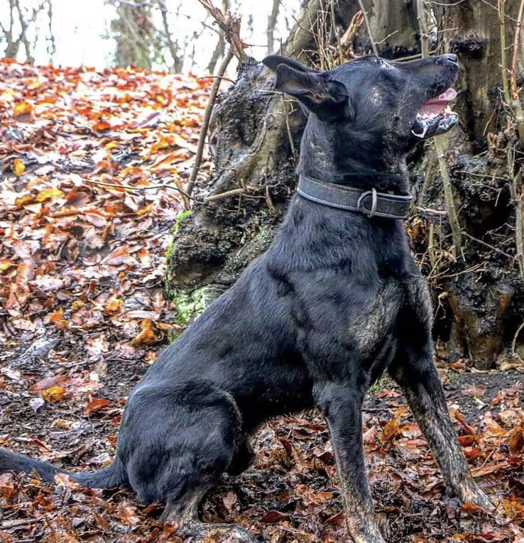 Apex's Serious Black