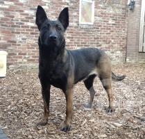 Photography of Lara a Belgian Malinois